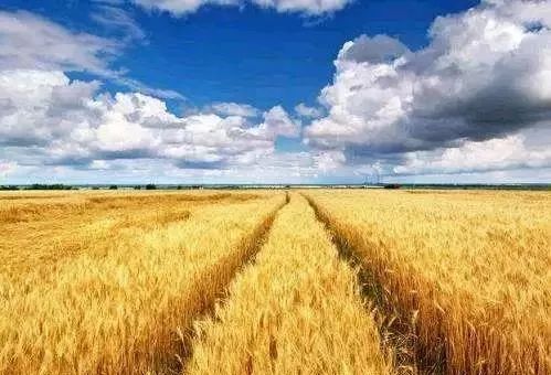 年底是政策出臺密集期,這5大農(nóng)業(yè)將會有新一輪的紅利