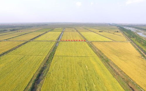 濰坊國家農(nóng)業(yè)開放發(fā)展綜合試驗區(qū)將辦農(nóng)產(chǎn)品博覽會