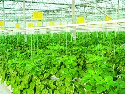 設施農業(yè)+初見經濟效益