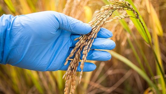 農業(yè)部官員:南非印度等批準轉基因后很快成出口國|農業(yè)|食品安全|轉基因_新浪財經_新浪網