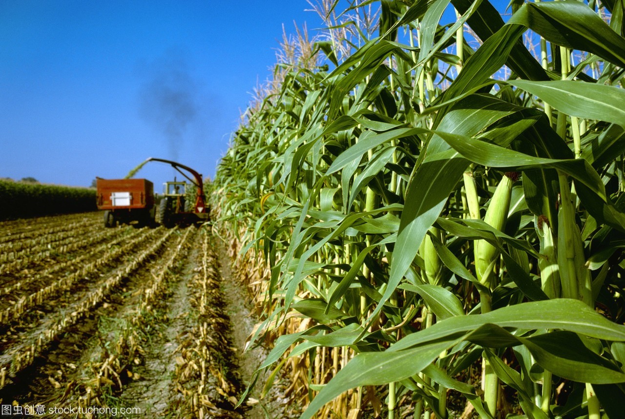 農業(yè)&mdash;&mdash;玉米青貯玉米收獲切碎和裝載到卡車/科羅拉多美國。