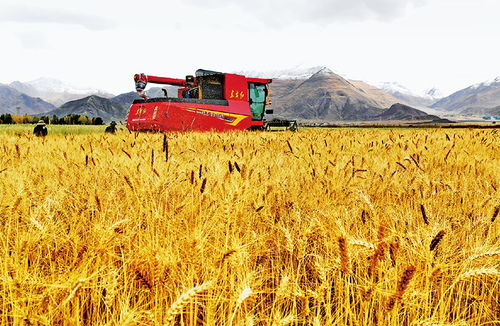 像保護大熊貓一樣保護耕地