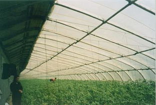 沃森農業新鄉無支柱溫室大棚骨架廠