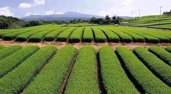 快來瞅瞅 今年國家先給錢后建設(shè)的4類農(nóng)業(yè)產(chǎn)業(yè)項(xiàng)目,最多補(bǔ)貼1個(gè)億