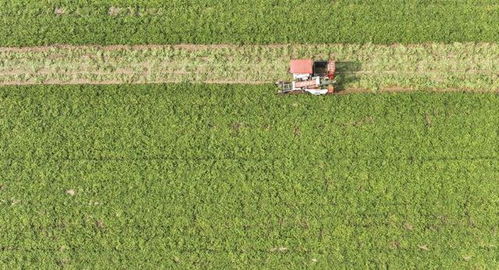 全國秋糧進(jìn)入收獲高峰期 已收獲54.8