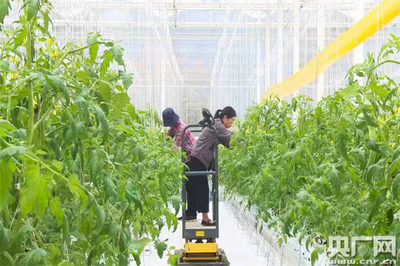 魚菜共生、數(shù)字魚 浙江德清讓農(nóng)業(yè)更智慧