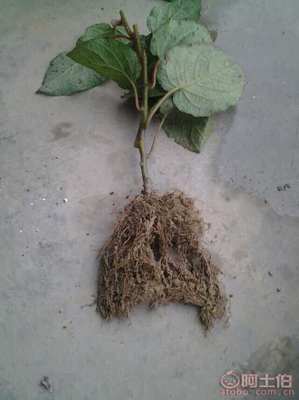 【雅安獼猴桃苗新品種【紅心獼猴桃苗價(jià)格】】獼猴桃苗,價(jià)格,廠家,供應(yīng)商,其他農(nóng)業(yè),雅安市名山區(qū)惠農(nóng)苗木種植農(nóng)民專業(yè)合作社 - 產(chǎn)品庫(kù)