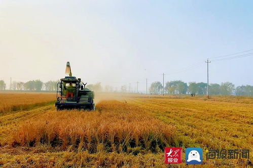 稻谷金黃顆粒歸倉(cāng) 濱州水稻開(kāi)鐮收割 大圖