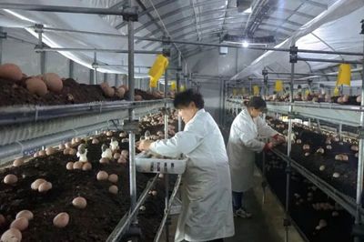 全國(guó)市場(chǎng)四成!阜陽(yáng)"名貴"產(chǎn)品,厲害了!