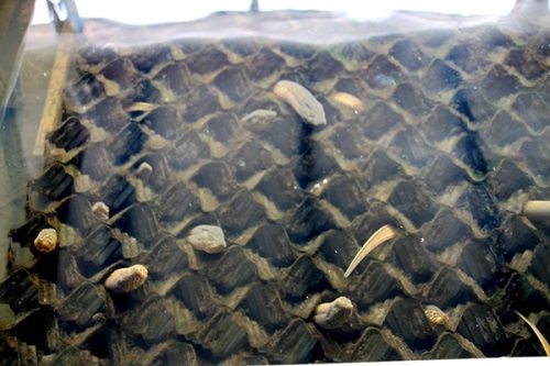 湖南省常德市澧縣 李明志夫妻回鄉(xiāng)創(chuàng)業(yè)養(yǎng)鱔魚(yú)