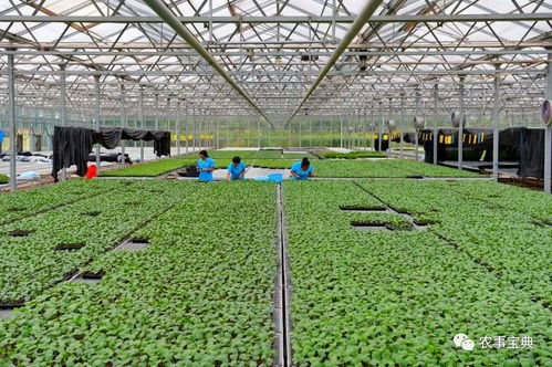 河北樂(lè)亭 打造優(yōu)質(zhì)農(nóng)產(chǎn)品基地