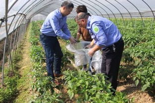 網(wǎng)絡(luò)中國(guó)節(jié) 端午 市農(nóng)業(yè)農(nóng)村局開(kāi)展農(nóng)產(chǎn)品質(zhì)量監(jiān)督抽檢,確保端午節(jié)消費(fèi)安全