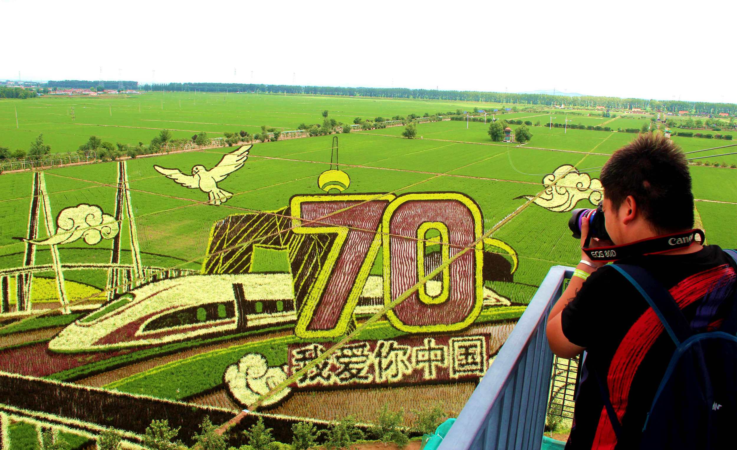 盤點(diǎn)各地巨幅稻田畫(huà) 獻(xiàn)禮新中國(guó)70周年