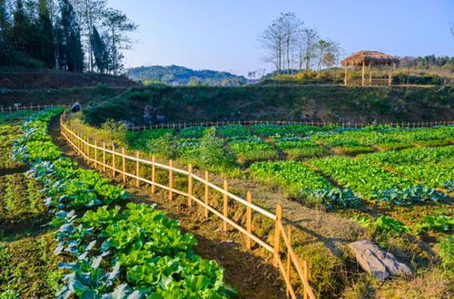 新化 鋤頭娃 抱團奮斗寫意綠色農(nóng)業(yè)