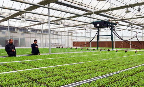 高質(zhì)量推進鄉(xiāng)村振興