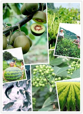 【圖說】&ldquo;硒&rdquo;望無限!看看江津富硒產業為什么這樣火?