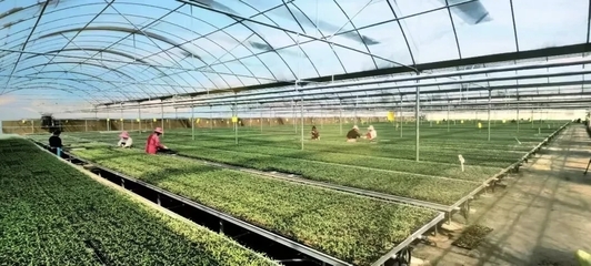 涇陽入選國家現代農業(yè)產業(yè)園 打造西部蔬菜產業(yè)新標桿