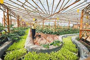 有機農業(yè)和有機食品