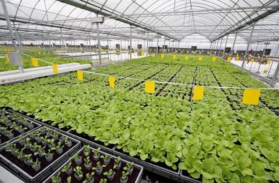 畝產6萬斤有機蔬菜,全年天天采收、幾乎無人的&ldquo;蔬菜工廠&rdquo;長啥樣?
