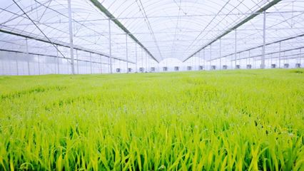 綠油油!育秧工廠第一批產(chǎn)品太撩人