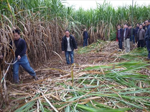 【供應(yīng)科豐牌小型收割機(jī)(圖)】?jī)r(jià)格,廠家,圖片,其他農(nóng)業(yè)機(jī)械,桂林高新區(qū)科豐機(jī)械有限責(zé)任公司-