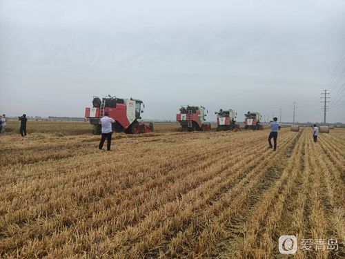 青島市農(nóng)業(yè)生產(chǎn)社會(huì)化服務(wù)現(xiàn)場(chǎng)觀摩會(huì)在萊西市姜山鎮(zhèn)召開