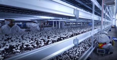 湖北眾興菌業(yè)科技:春風(fēng)送崗促就業(yè) 精準(zhǔn)服務(wù)暖民心