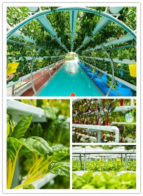 中秋有氧之旅 探訪益陽(yáng)現(xiàn)代農(nóng)業(yè)嘉年華，與湖南衛(wèi)視李銳村長(zhǎng)共度佳節(jié)