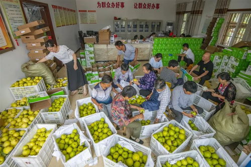 重慶萬(wàn)州長(zhǎng)嶺村委會(huì)辦公室變身加工廠，助推農(nóng)產(chǎn)品外銷助力鄉(xiāng)村振興