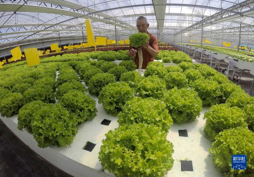 石家莊藁城 高效現代農業賦能鄉村產業振興