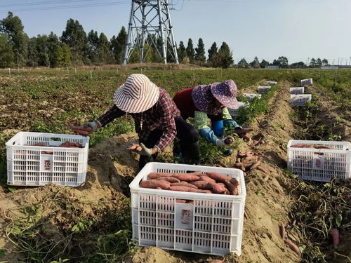 深耕深汕協作，做大做優“農業蛋糕”，讓“菜籃子”更豐富美味